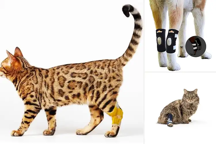 Detailed view of Best Ankle Braces For Cats